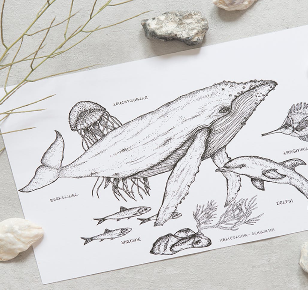 unterwassertiere zeichnungen mit bleistift und fineliner